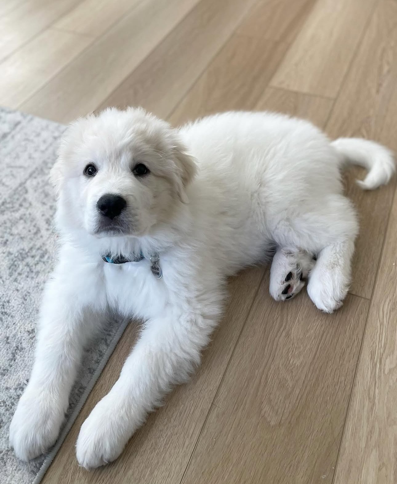 Snowball the Great Pyrenees