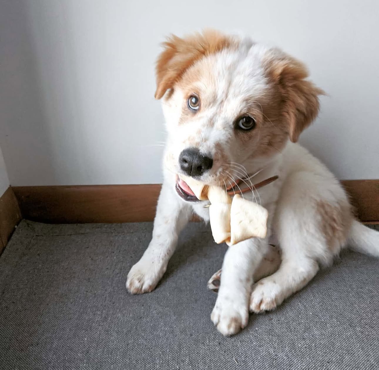 Frost — Great Pyrenees