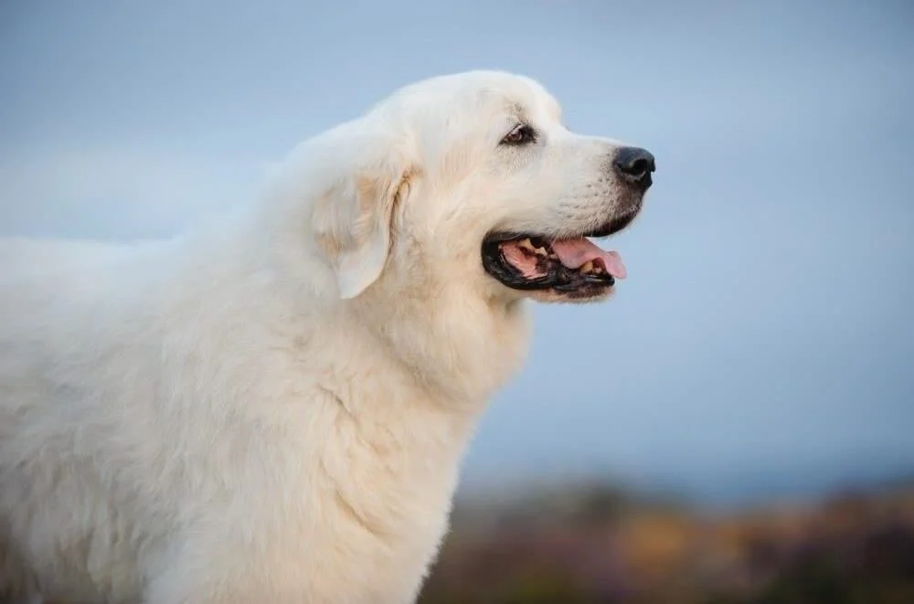 Adorable Great Pyrenees puppy